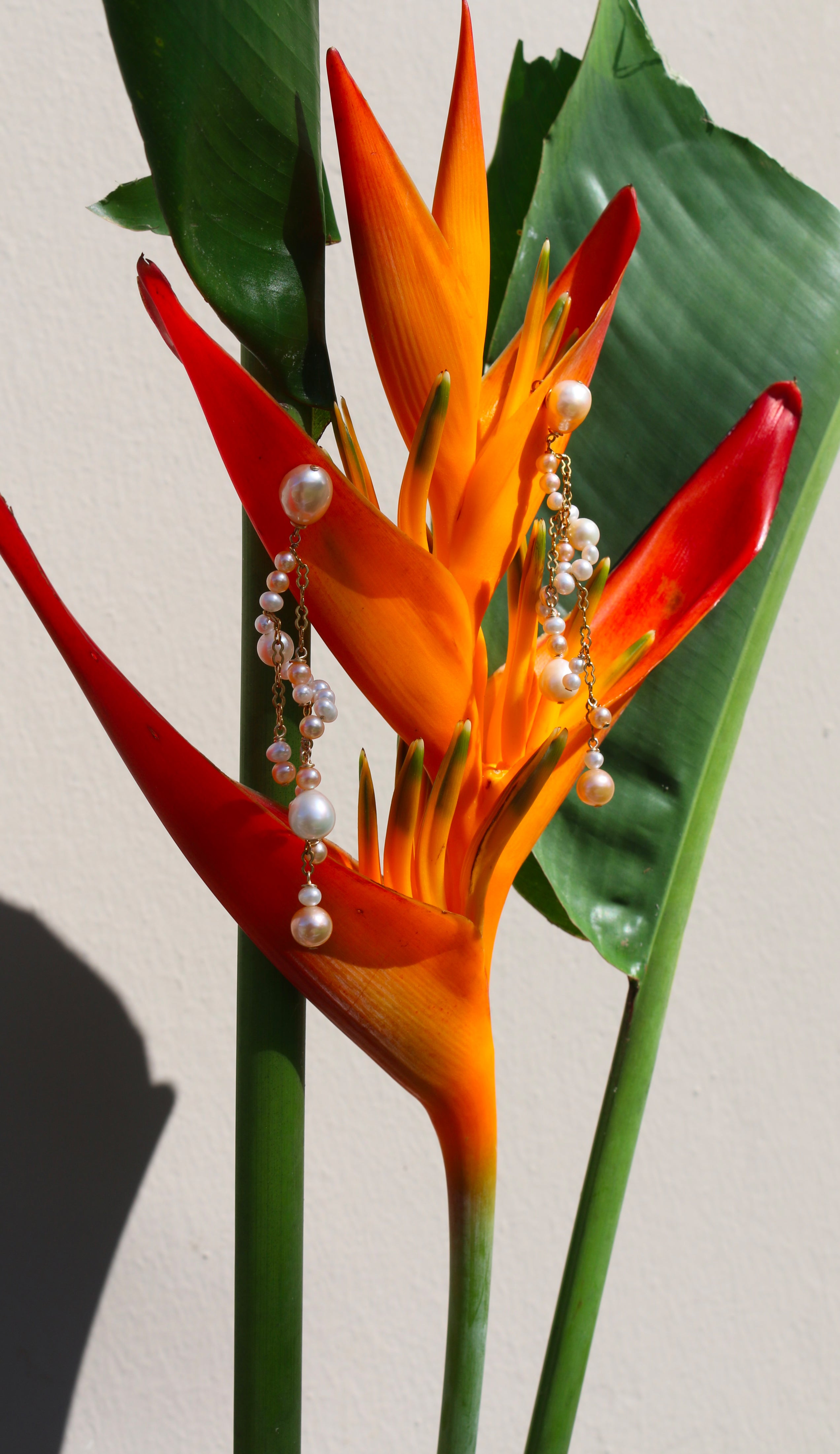 Boucle d'oreille | ADN